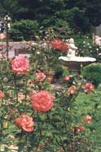 rose garden